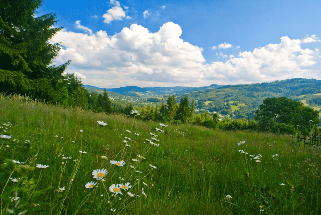 Wielka Czantoria w Beskidach